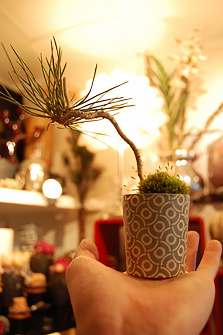 和Bonsai