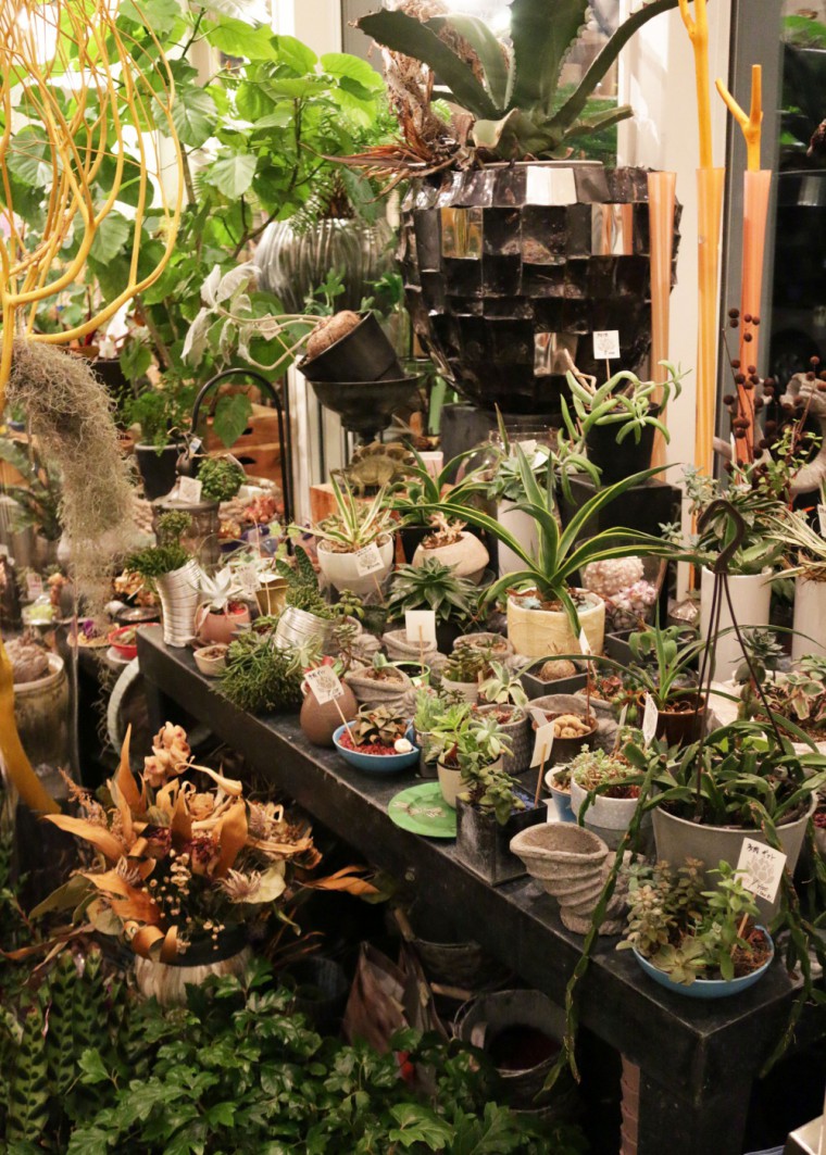 珍しい植物がいろいろ入荷中。
