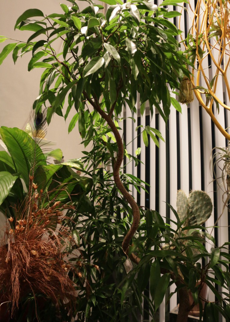 Ficus irregularis sp2 アムステルダムキング