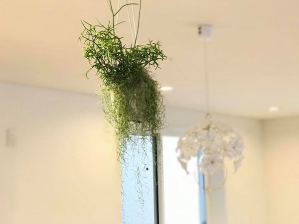 植物を飾ろう。