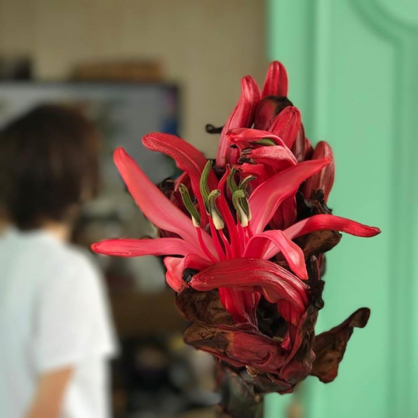 ガイミアリリーの花が咲き始めました。