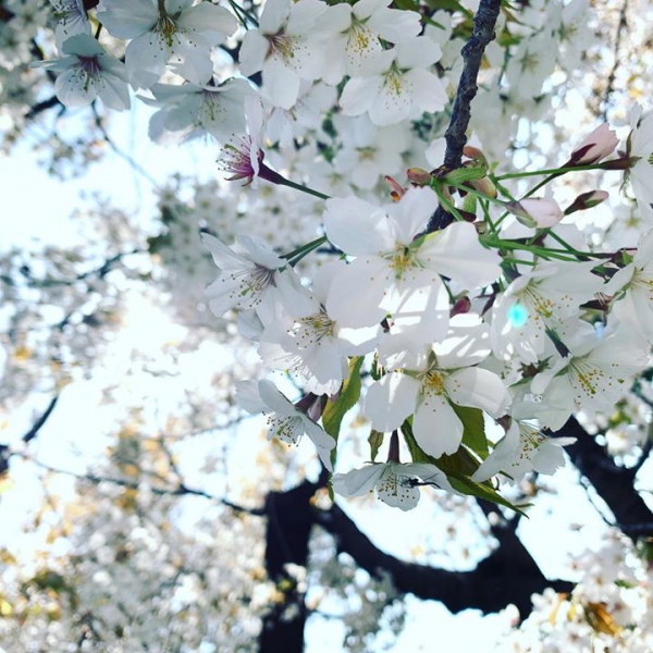 桜たっぷり楽しみました。