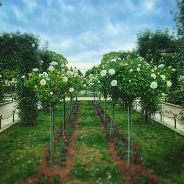 #山下公園 #Yokohama #flowerinstagram #お花 #flowerart  #rose