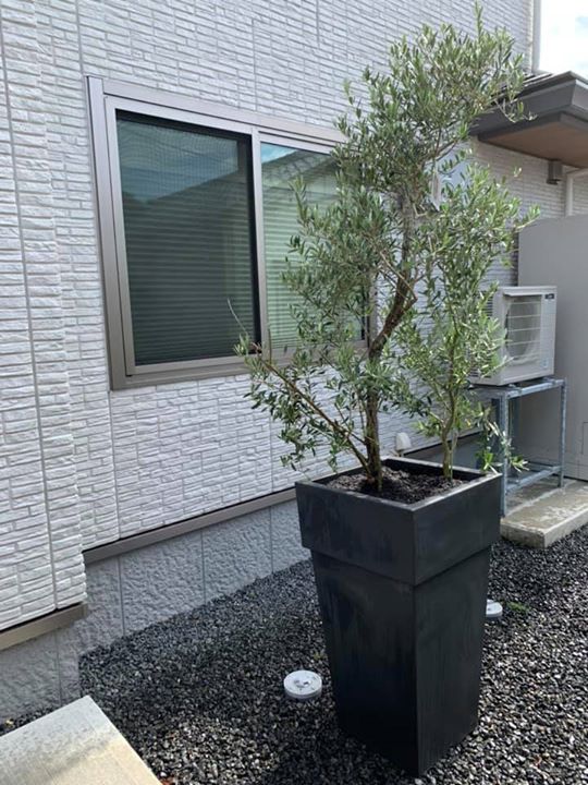 お隣さんとの境界線が気になり、フェンスを建てるか気を植えるか考えていました。