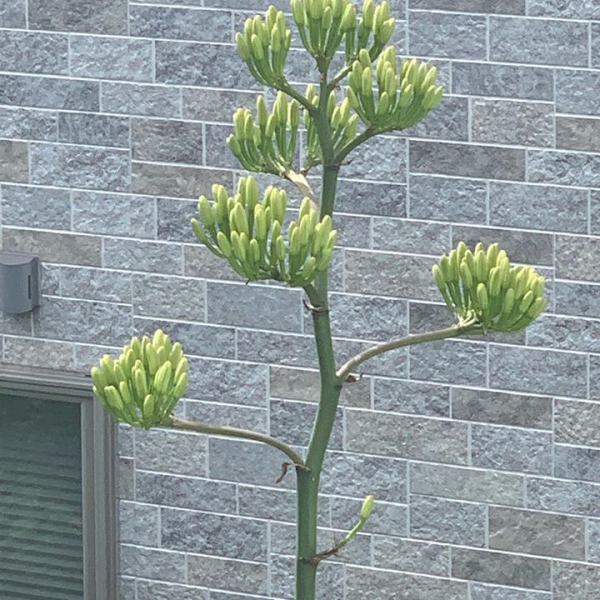 AGAVE FLOWER #agave #agaveflower #lotusgarden #japan #yamagata #flowerinstagram