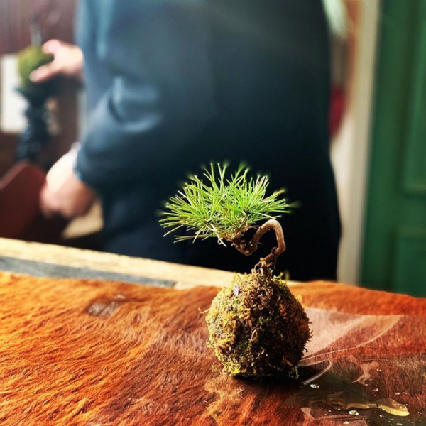 黒松の苔玉 #lotusgarden #苔玉 #苔玉レッスン #yamagata #florist