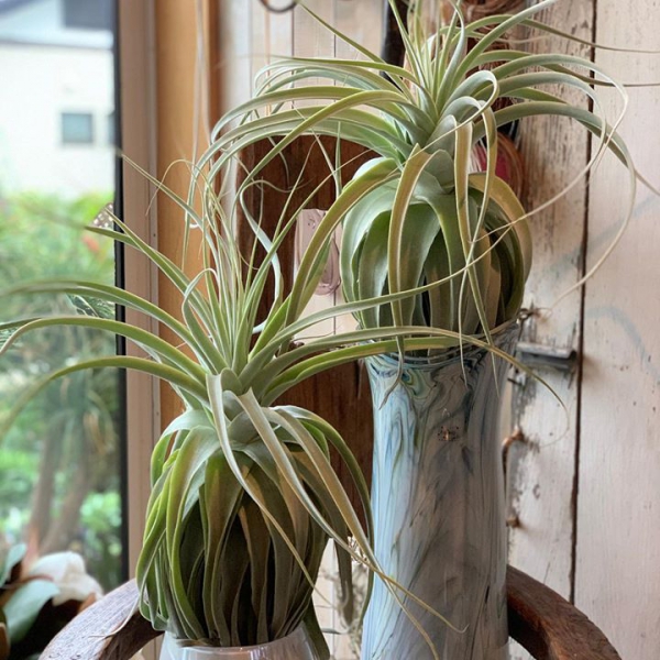 アマビエ植物