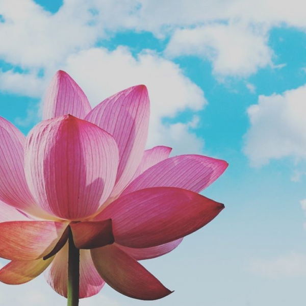 #LotusGarden #lotus #はす切り #大好き #flower #花のある生活 #ステイホーム #花のある生活